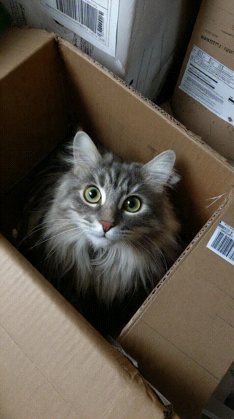 Cat in a Box #001