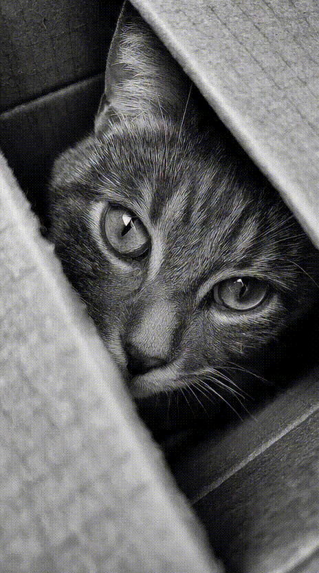 Cat in a Box #002