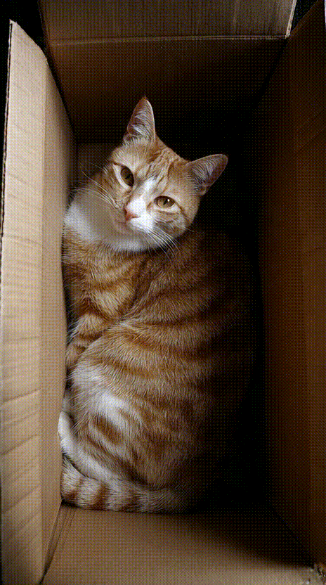 Cat in a Box #003