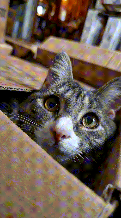 Cat in a Box #004