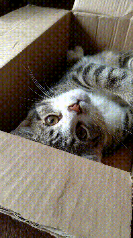 Cat in a Box #006