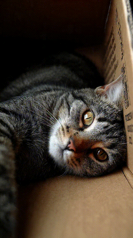 Cat in a Box #007