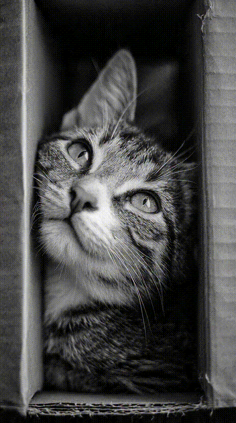 Cat in a Box #008