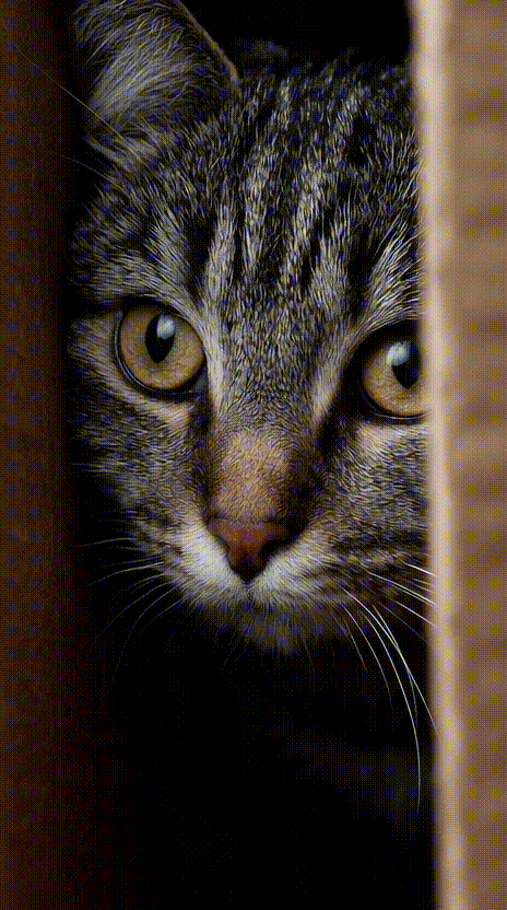 Cat in a Box #011