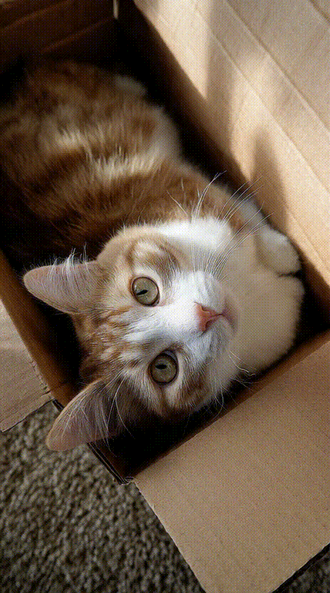 Cat in a Box #012