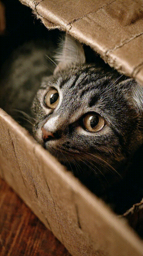 Cat in a Box #013
