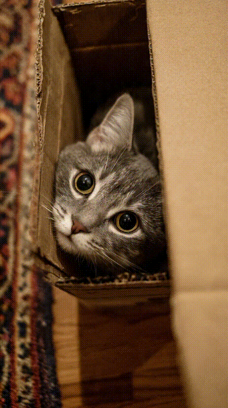 Cat in a Box #014