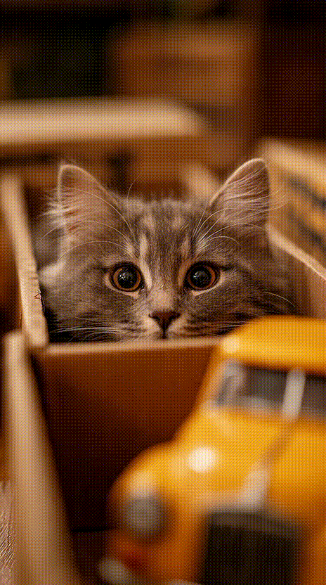 Cat in a Box #021