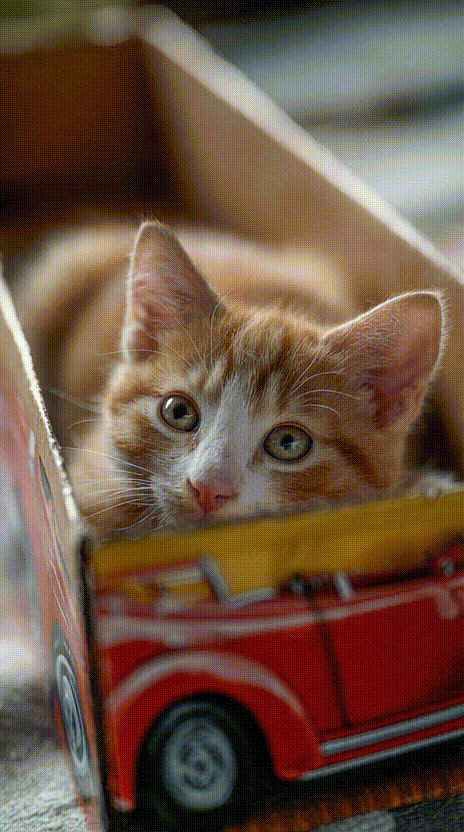 Cat in a Box #022