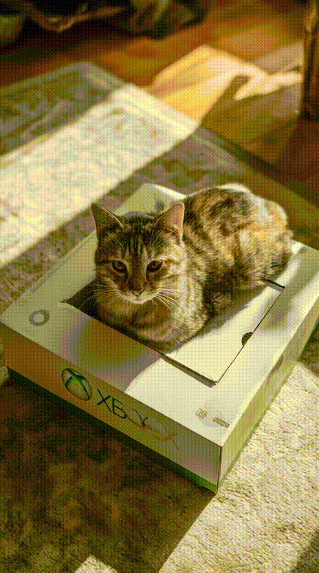 Cat in a Box #024