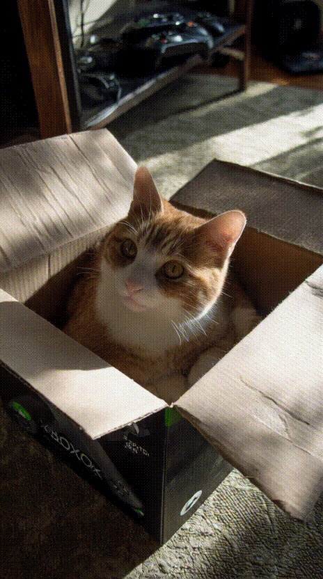 Cat in a Box #025