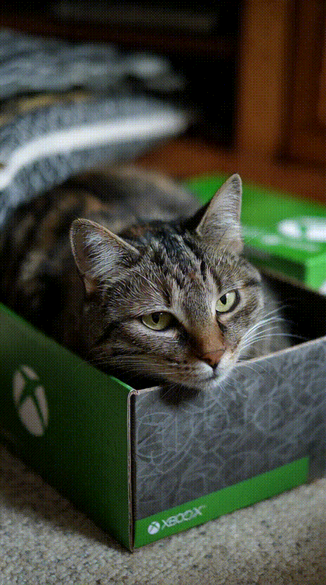 Cat in a Box #026