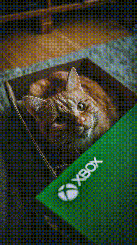 Cat in a Box #027