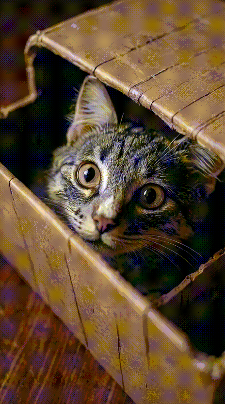 Cat in a Box #029