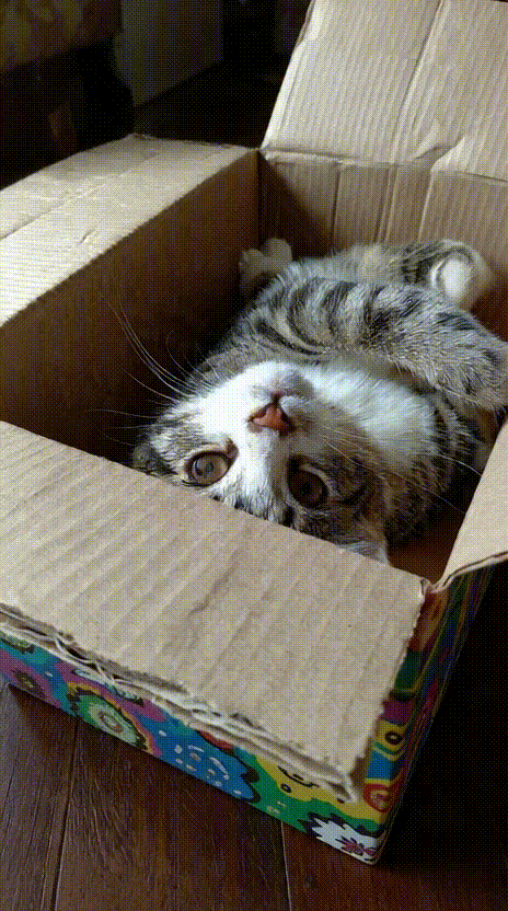 Cat in a Box #030