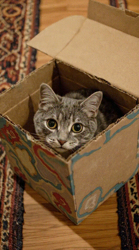 Cat in a Box #031