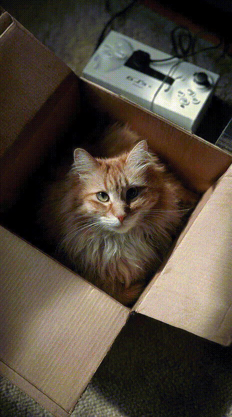 Cat in a Box #035