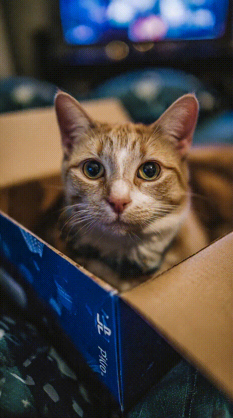 Cat in a Box #036