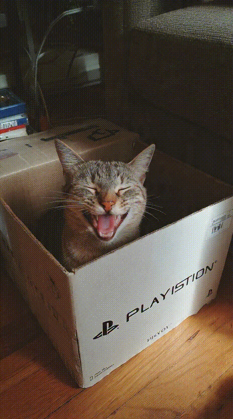 Cat in a Box #037