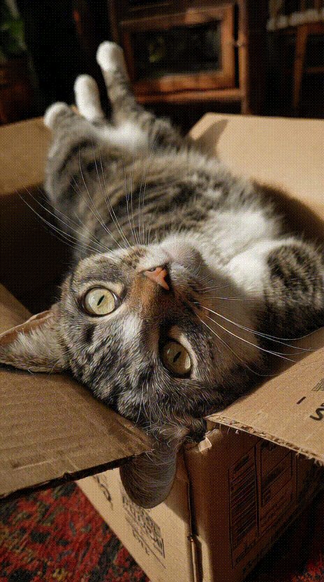 Cat in a Box #038
