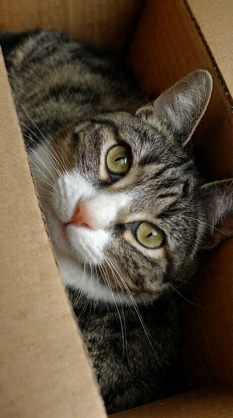 Cat in a Box #039