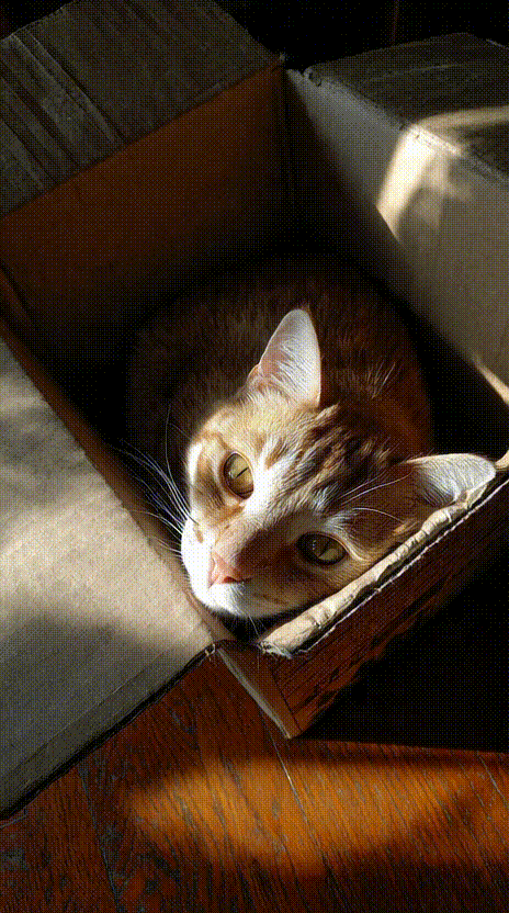Cat in a Box #041