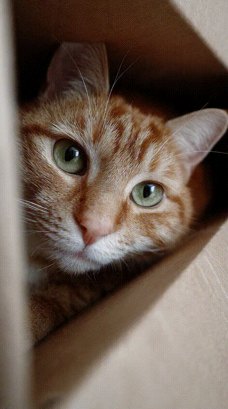 Cat in a Box #042