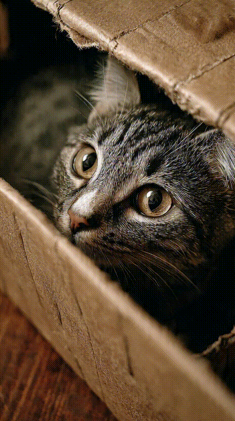 Cat in a Box #060