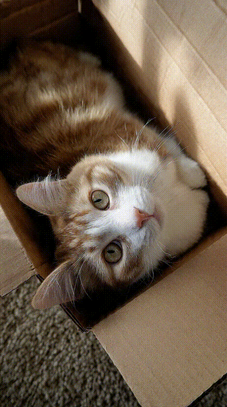 Cat in a Box #062
