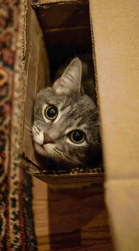 Cat in a Box #063